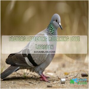 Factors Affecting Mourning Dove Lifespan