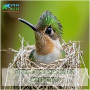 Feather Development in Baby Hummingbirds