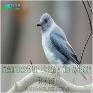 Features of Grey and White Birds