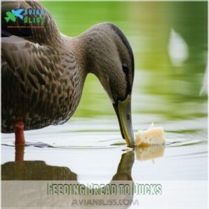 Feeding Bread to Ducks