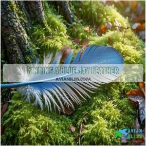 Finding a Blue Jay Feather