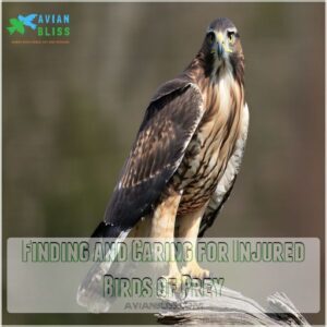 Finding and Caring for Injured Birds of Prey