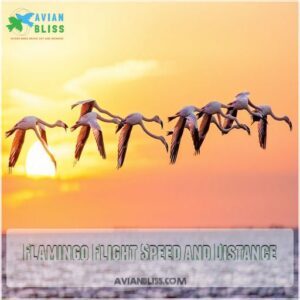 Flamingo Flight Speed and Distance