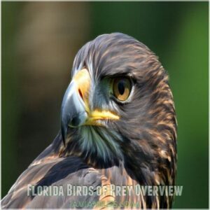 Florida Birds of Prey Overview