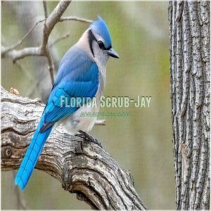 Florida Scrub-Jay