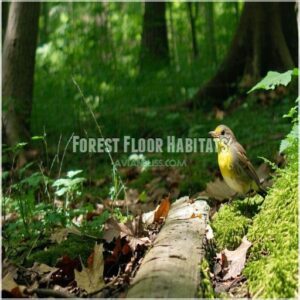 Forest Floor Habitats