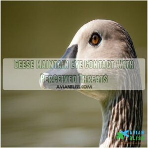 Geese Maintain Eye Contact With Perceived Threats