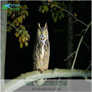 Great Horned Owls