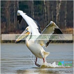 Great White Pelican Size