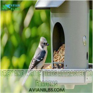 Grey and White Birds Attracted to Gardens