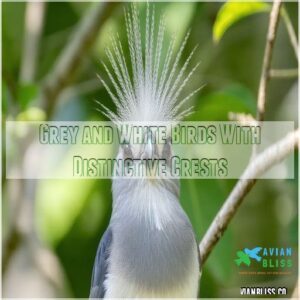 Grey and White Birds With Distinctive Crests