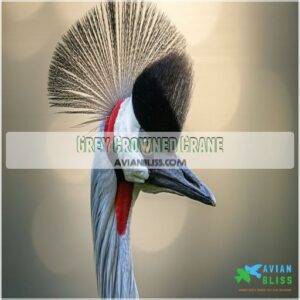 Grey Crowned Crane