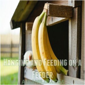 Hanging and Feeding on a Feeder