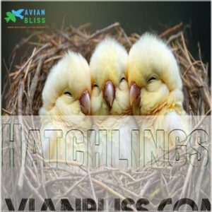 Hatchlings