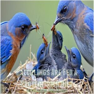 Hatchlings Are Fed a Protein-rich Diet