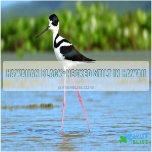 Hawaiian Black-necked Stilt in Hawaii