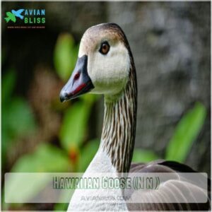 Hawaiian Goose (Nēnē)