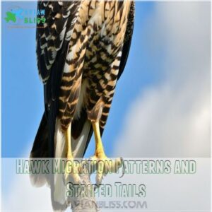 Hawk Migration Patterns and Striped Tails