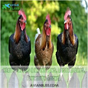 Heavy Breeds (Orpingtons, Australorps, Plymouth Rocks)