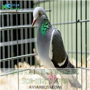 Home Care and Concerns for Ring-necked Doves