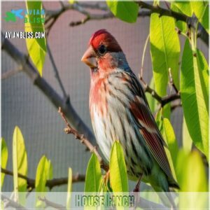 House Finch