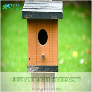 House Finch Space Requirements