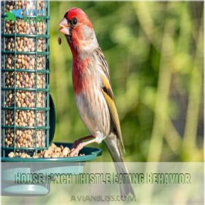 House Finch Thistle Eating Behavior