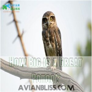 How Big is a Great Potoo