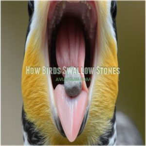 How Birds Swallow Stones