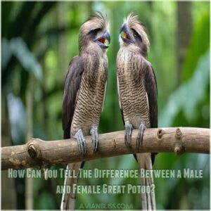 How Can You Tell The Difference Between a Male and Female Great Potoo