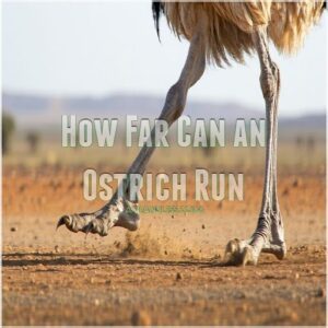 How Far Can an Ostrich Run