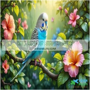 How Long Do Budgies Live