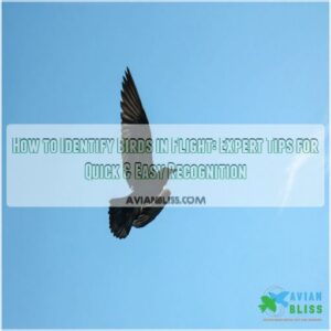 how to identify birds in flight