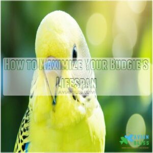 How to Maximize Your Budgie