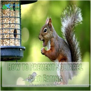 How to Prevent Squirrel Bird Eating