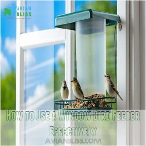 How to Use a Window Bird Feeder Effectively