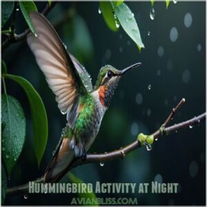 Hummingbird Activity at Night