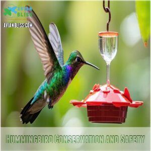 Hummingbird Conservation and Safety