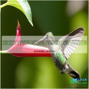 Hummingbird Conservation and Threats