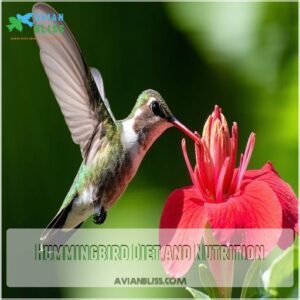 Hummingbird Diet and Nutrition