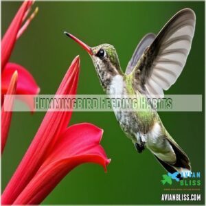 Hummingbird Feeding Habits