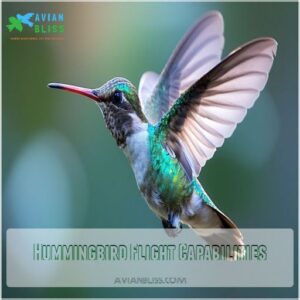 Hummingbird Flight Capabilities