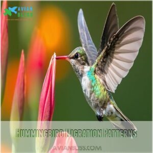 Hummingbird Migration Patterns