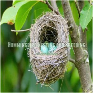 Hummingbird Nesting and Breeding