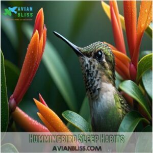 Hummingbird Sleep Habits