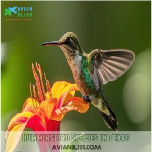 Hummingbird Species in Texas