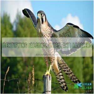 Identifying Falcons, Kites, and Harriers