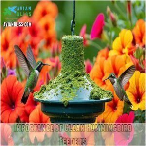 Importance of Clean Hummingbird Feeders