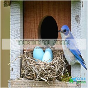 Incubation and Hatching