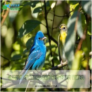 Indigo Bunting and Red-eyed Vireo